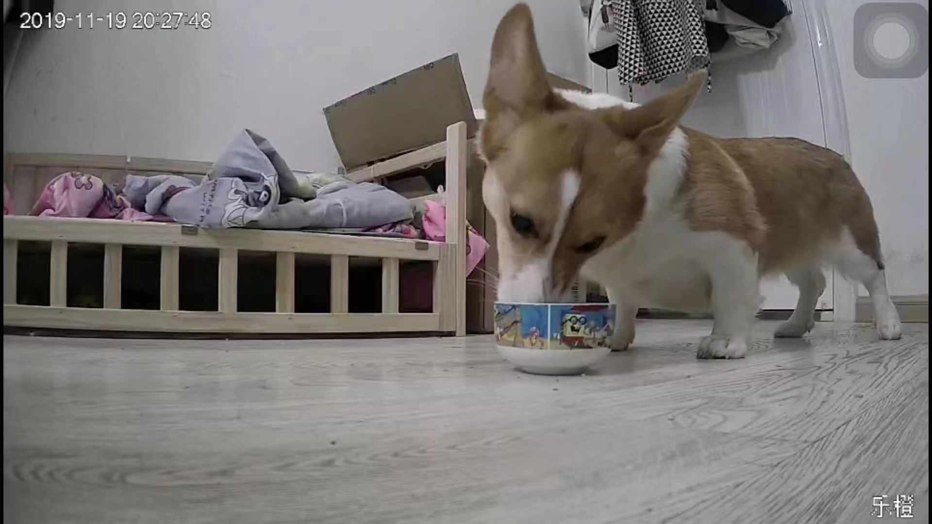 买智能摄像头必看，乐橙TP7智能摄像头真实评测