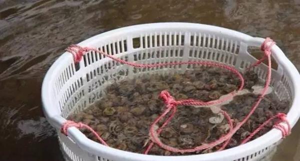 番禺正宗马蹄粉,番禺马蹄粉做法