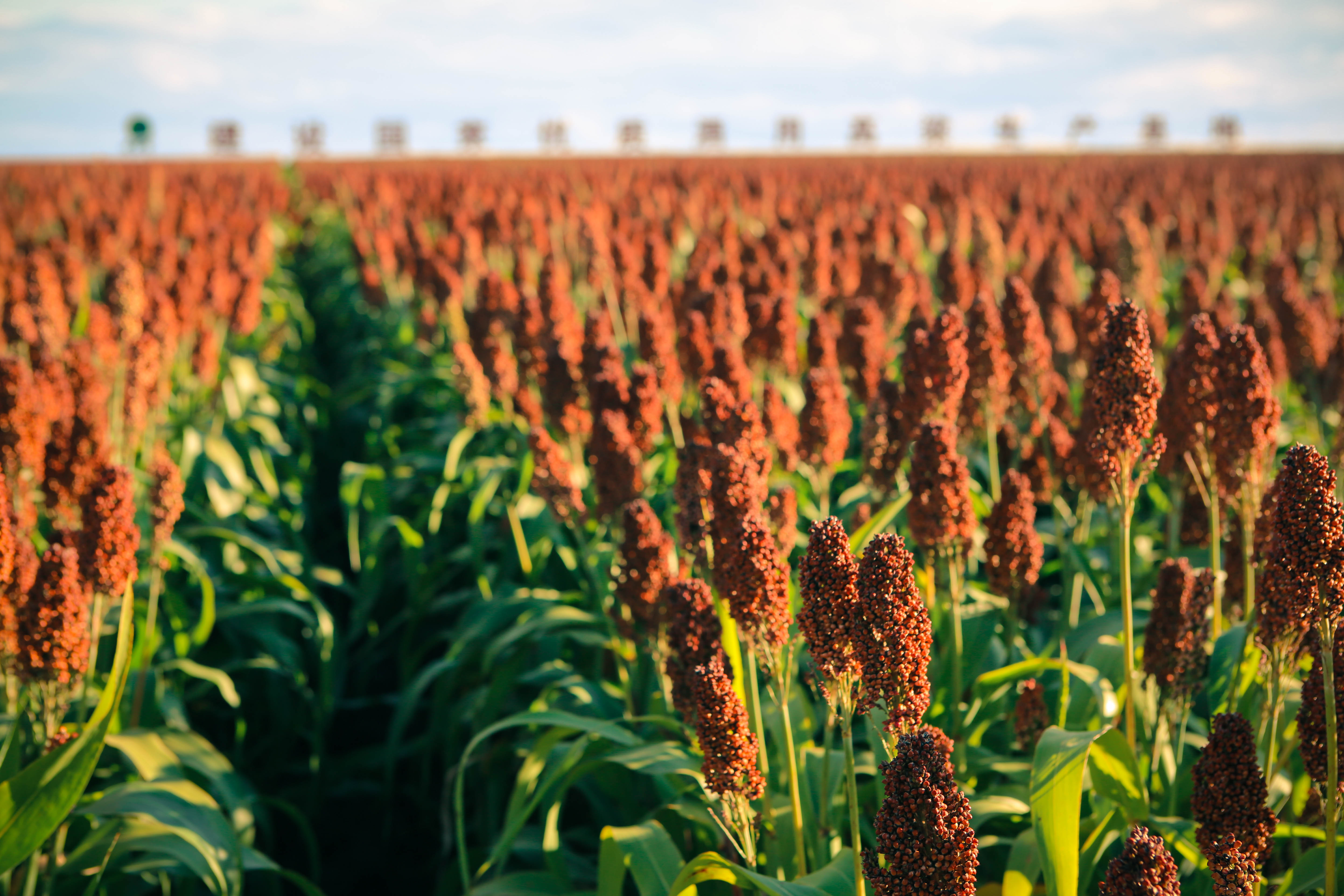 乡情散文：庄稼院儿的种地“留种”