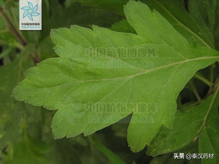 艾蒿属多年生草本植物,艾蒿类植物有哪些