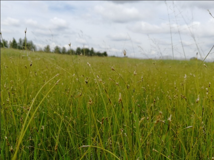 内蒙古通辽市扎鲁特旗大草原,通辽市阿古拉湿地公园