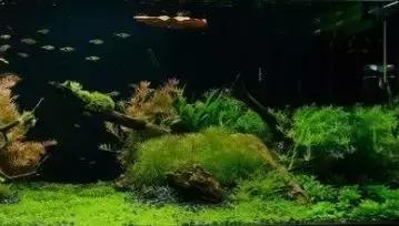 家装室内水系造景设计,家居鱼池假山布局