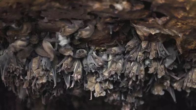 丽水白云山最新视频,丽水莲都区白云山公园山洞