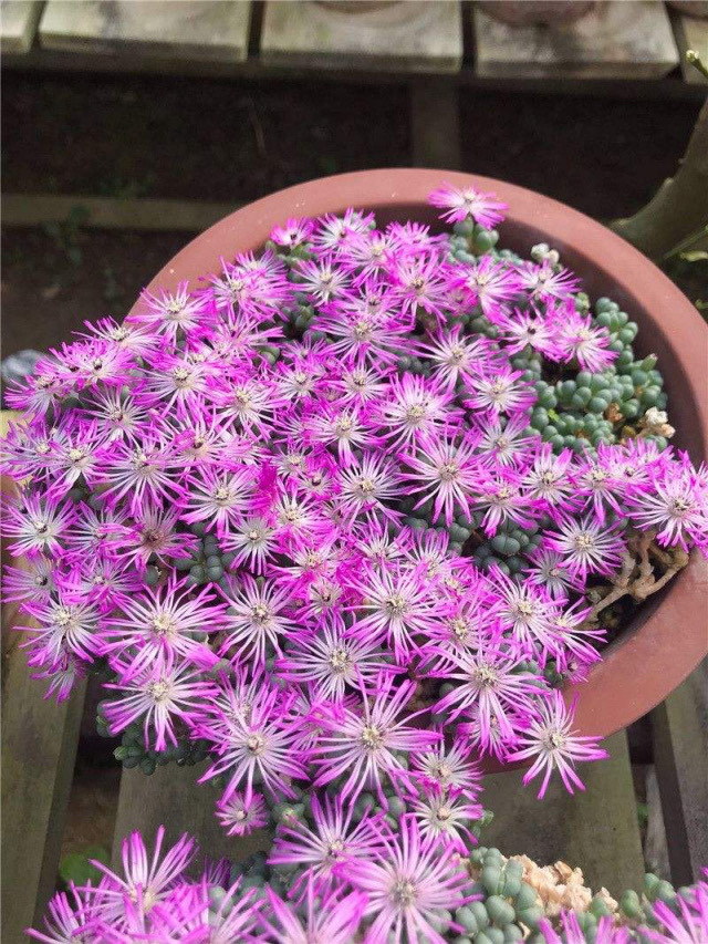 多肉法师开花需要剪掉吗,单头小多肉开花了怎么剪掉