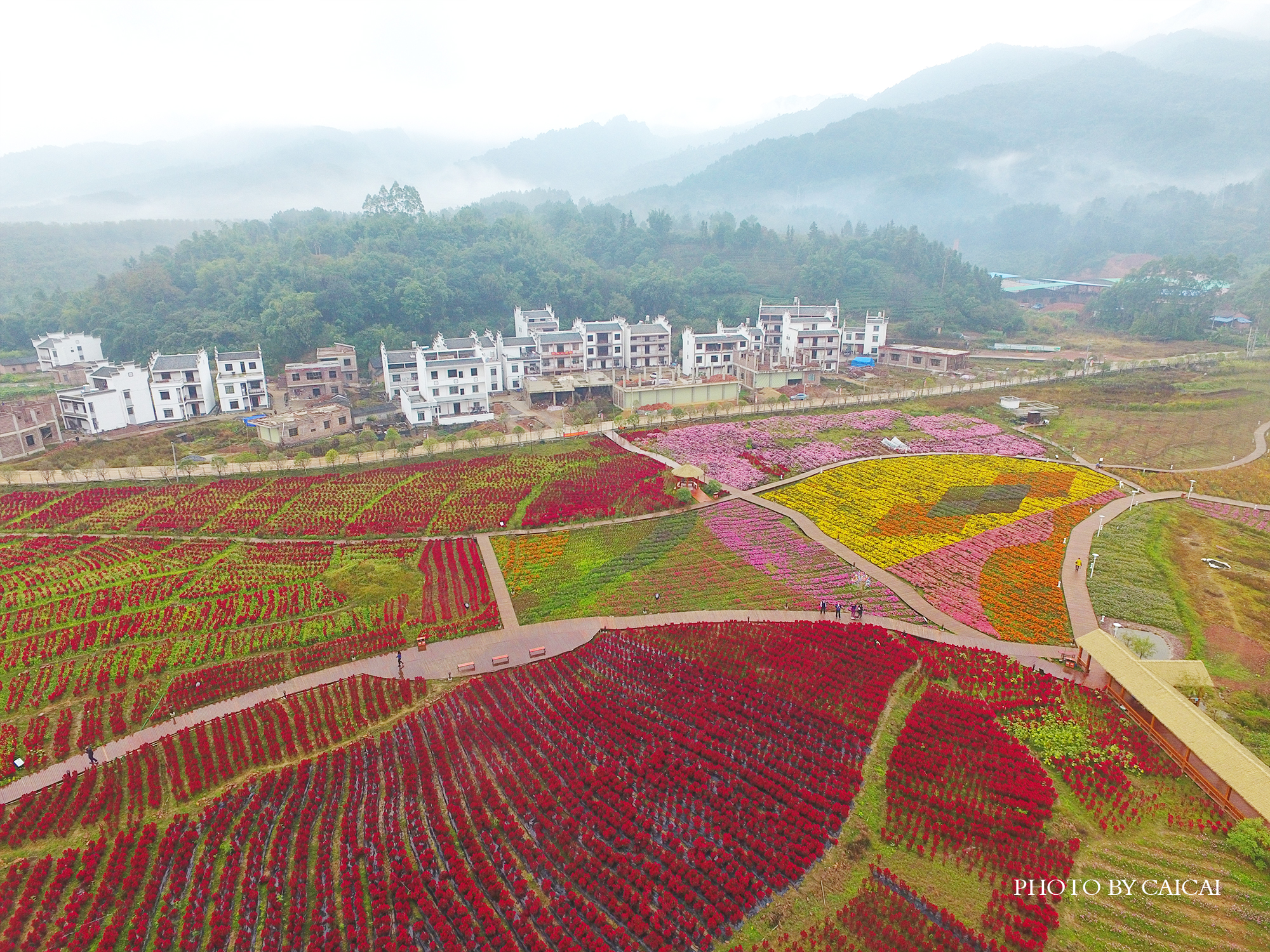 活力花海照片,2019黄姚花海