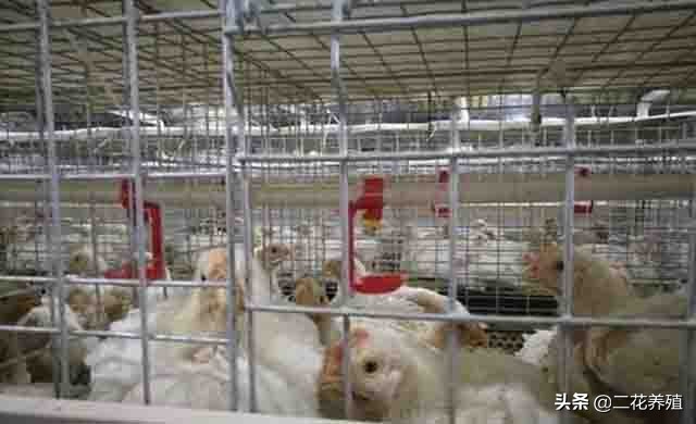 鸡闭眼昏睡怎么回事,鸡打瞌睡张嘴呼吸怎么回事