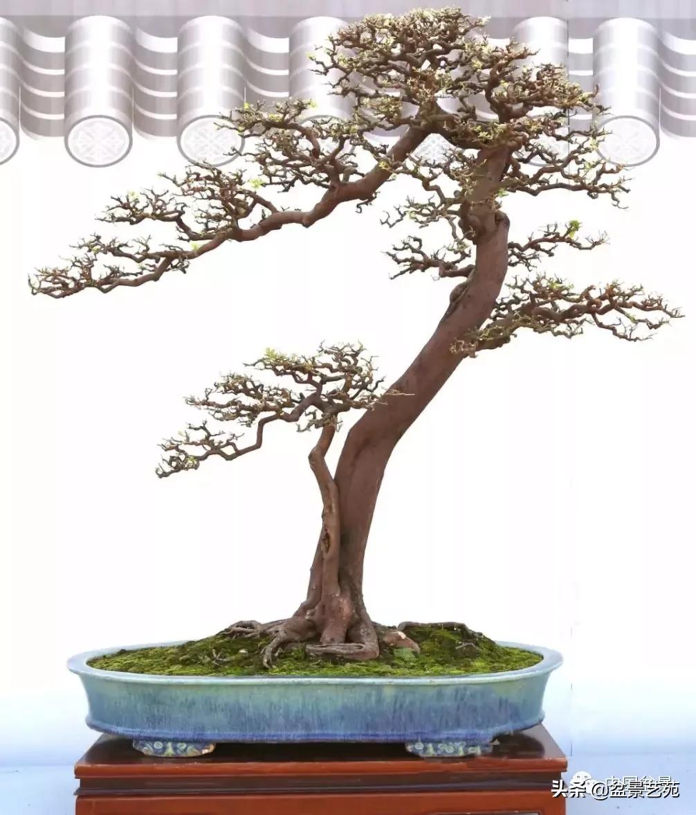 学盆景入门教程书,学习盆景制作视频