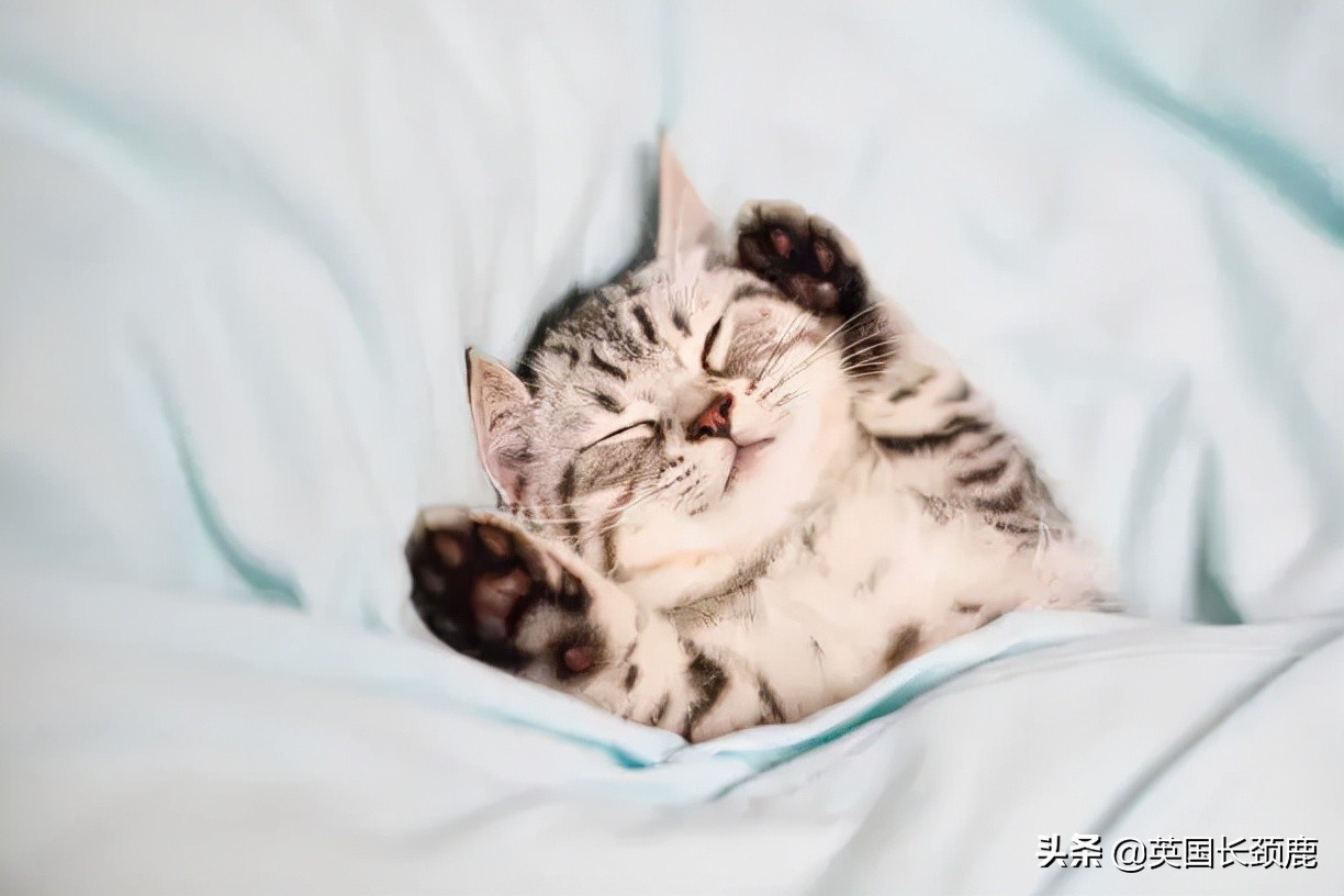 羊驼专治什么病,羊驼治愈厌食症