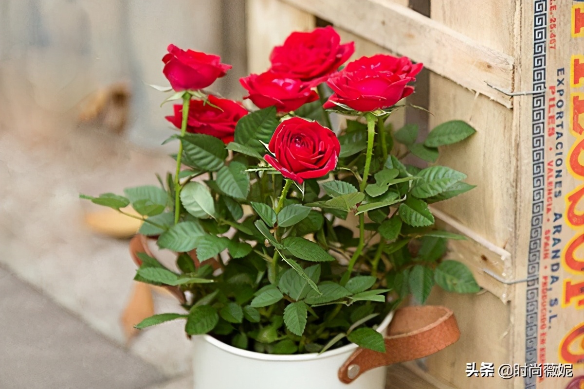 玫瑰叶子发黄是什么原因,玫瑰叶子发黄怎么回事