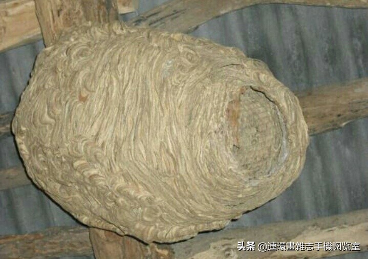 各式蜂巢,各种各样的蜂窝