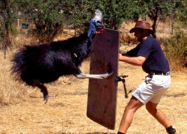 30个关于动物的冷知识,关于动物的冷知识50字