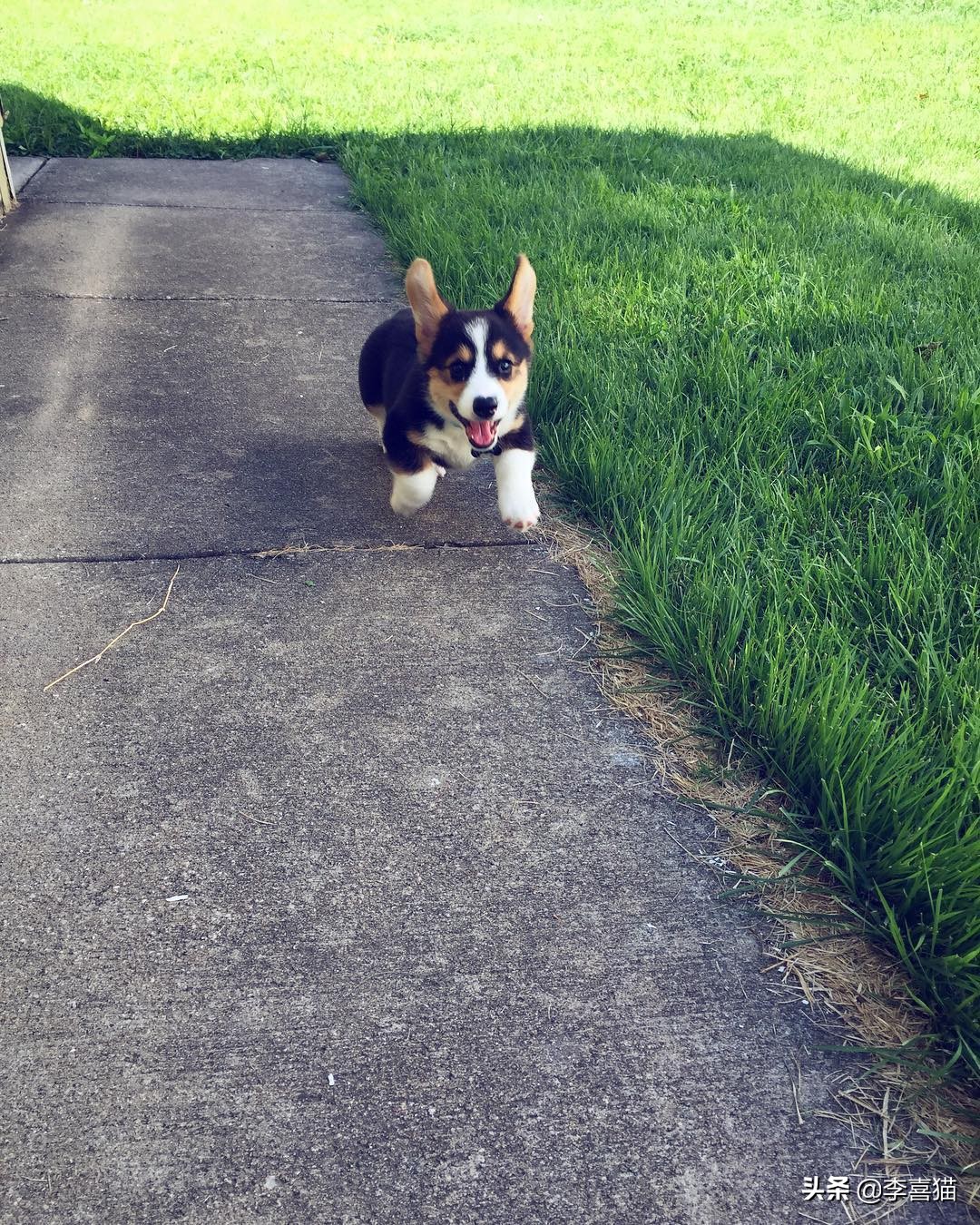 辟谣:并不是所有小型犬都不追求运动量,小短腿柯基就很需要运动