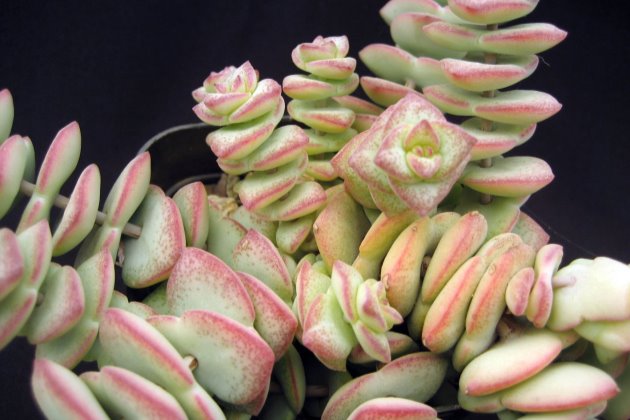 钱串子怎么变白,钱串子越养越干瘪