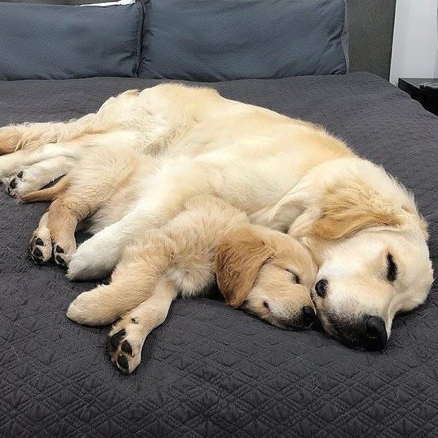 小狗刚到家晚上一直叫,小狗一般到家会叫多久它就不叫了