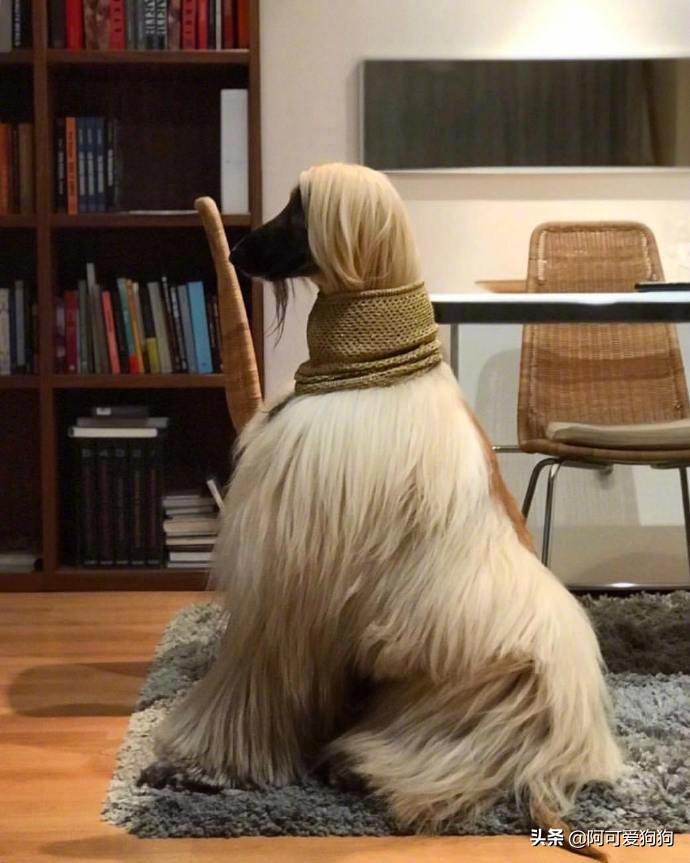 阿富汗猎犬为什么智商最低,阿富汗猎犬为什么智商低