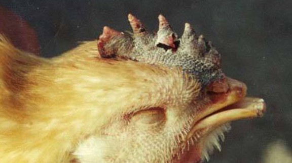 鸡肿头肿脸最快的治疗方法,鸡的头肿眼肿怎么治疗