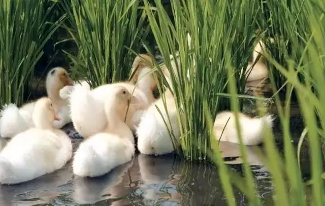 广州增城区宛若故里稻田里民宿,清远稻田田野民宿