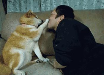 当狗狗吃醋时的表现,狗狗吃醋时会有什么表现