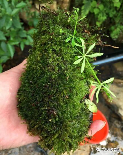 黄缘龟该如何造景,黄缘龟造景用河沙