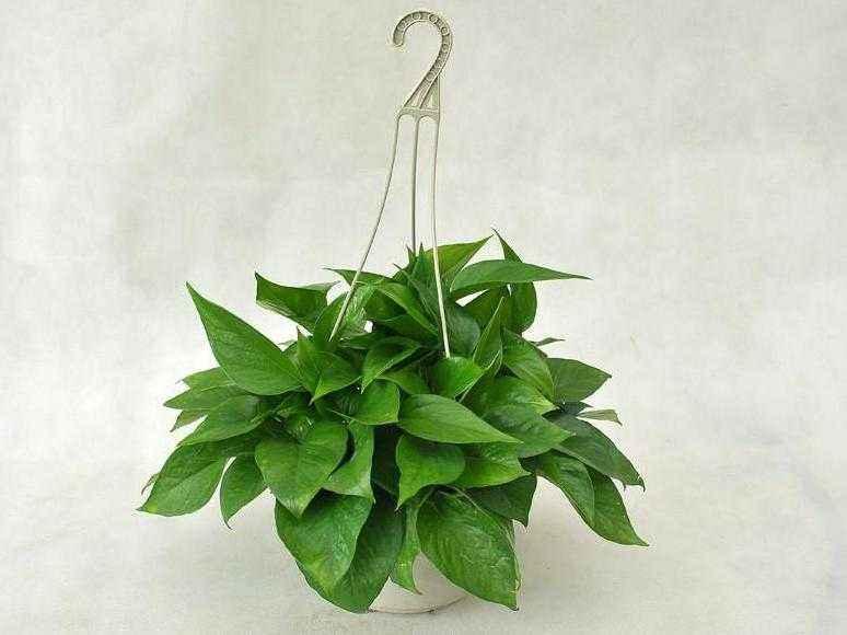 绿萝怎么养着养着就烂根死了呢,绿萝的养殖方法和注意事项根烂了