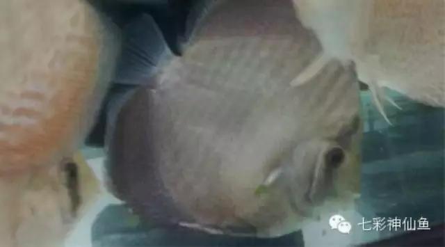 七彩神仙鱼肠炎专用药,七彩肠炎如何用药