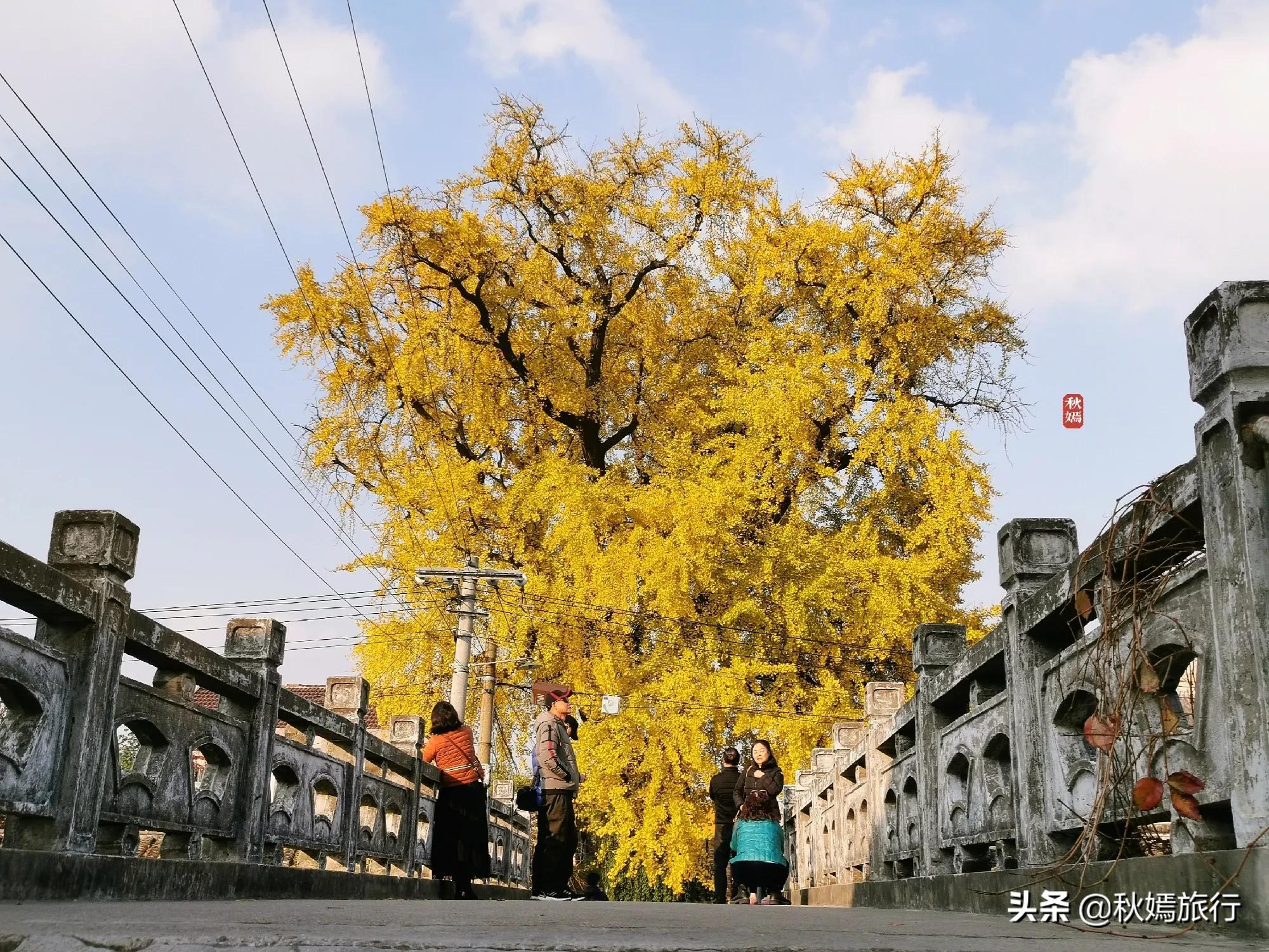 相城区北桥镇千年银杏树,苏州相城银杏打卡