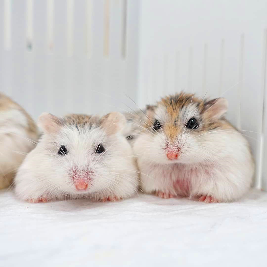 仓鼠宝宝脾气很不好，为了获得主人宠幸，鼠鼠之间闹矛盾了