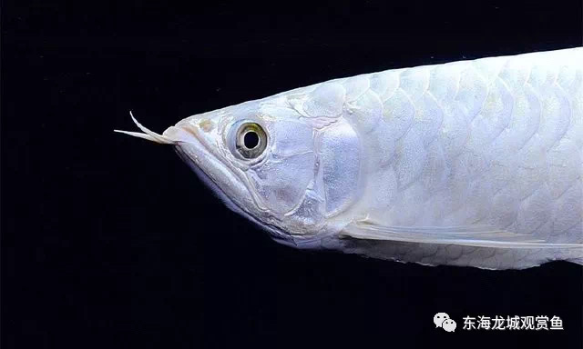 雪龙鱼白化品种,雪龙鱼白化银龙