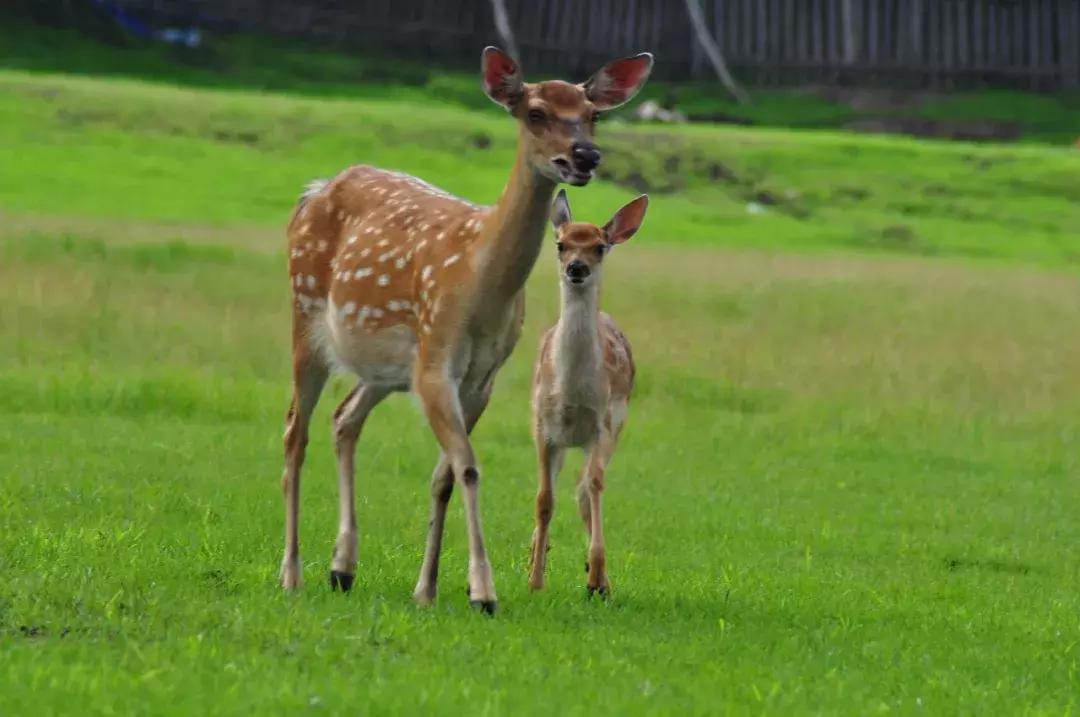 10个闺蜜沿着中俄罗斯边境自驾游,10个闺蜜结伴游中苏边境线