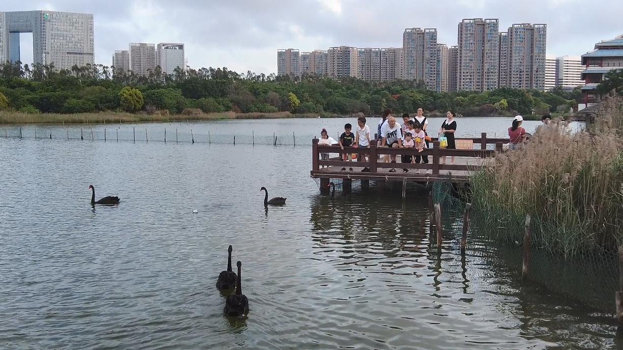 一处清净之地,五缘湾湿地公园风景如画