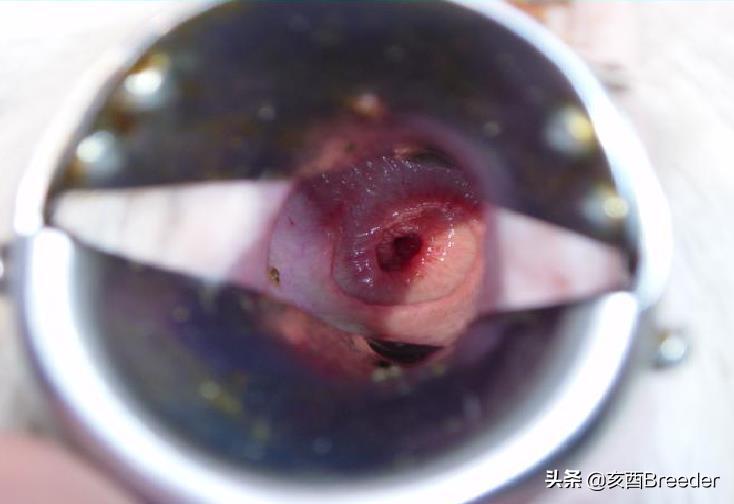 羊的人工授精技术规程,羊人工授精技术规程