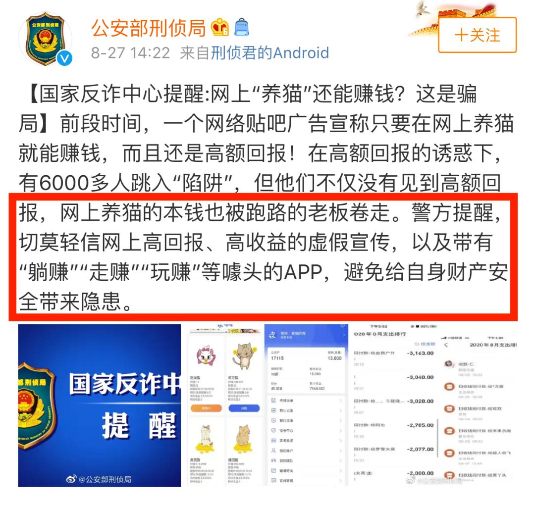 数千人投资喵喵app养猫后血本无归,数千人网上养猫被骗视频