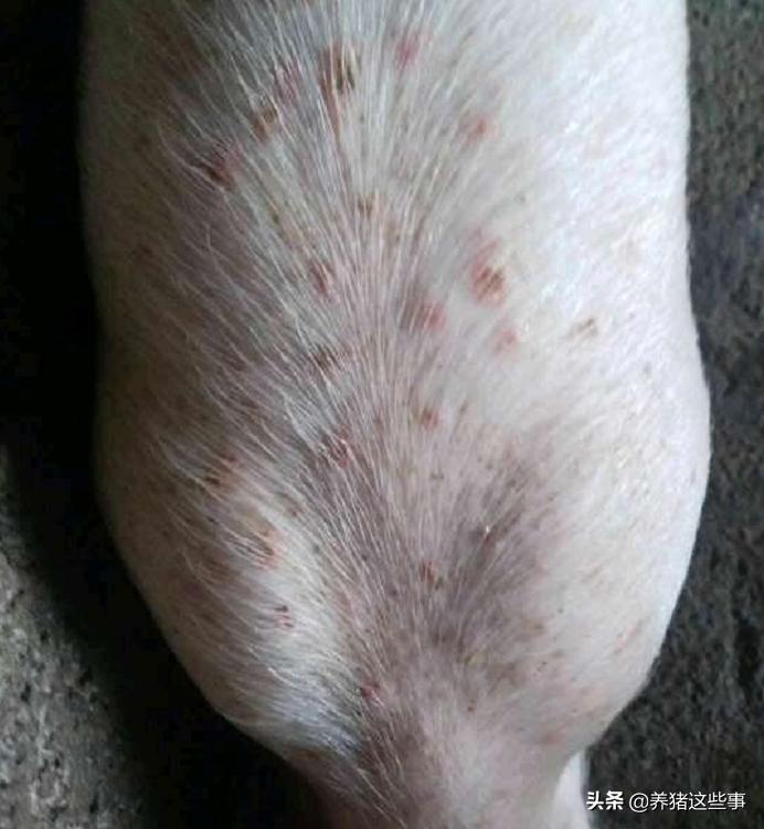 猪身上长了黑色的块状原因,猪身上有扁平凸起疙瘩怎么回事