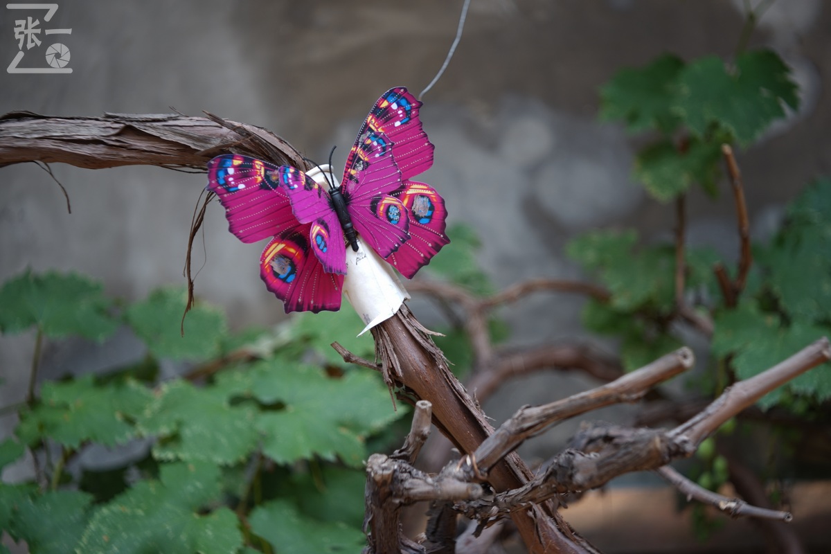 适合索尼a7m4的50定焦镜头测评,索尼a7m4镜头24-105f4测评