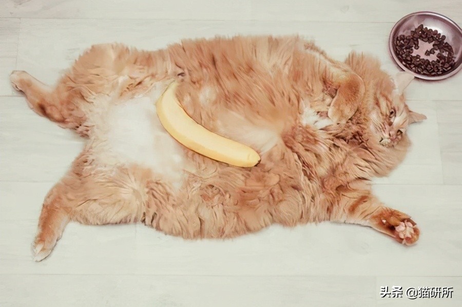 猫属于肉食动物一般不吃什么,猫咪是肉食动物为什么也吃饼干