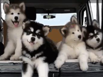 想带狗狗坐高铁怎么办,想要带狗狗上飞机