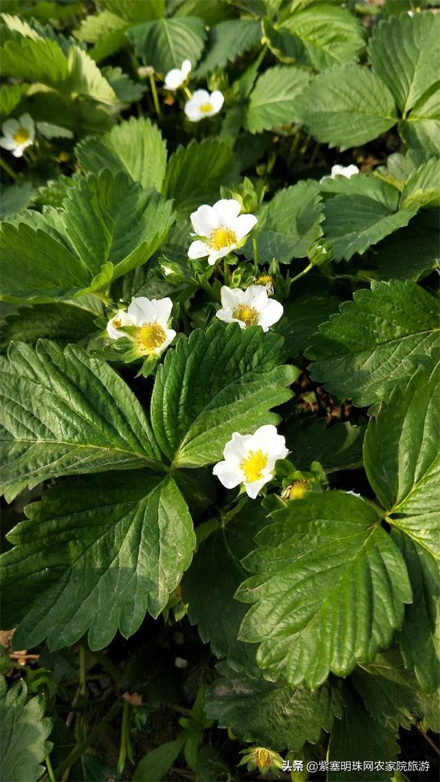 平度苗木基地桃树苗,山东日照苗木种植基地桃树苗