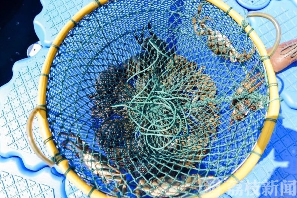 阳澄湖大闸蟹到底一年产量多少,今年阳澄湖大闸蟹上市时间及价格