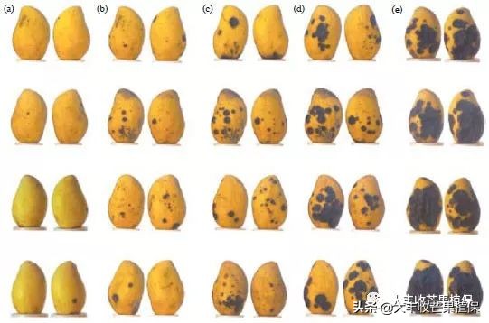 芒果在成熟期为什么会裂果掉果,芒果挂果期发生的病虫害