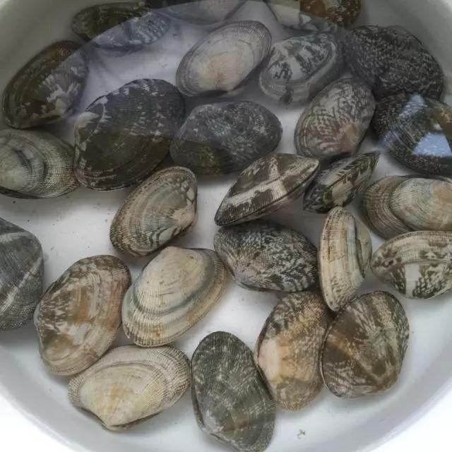 花蚬子吐沙不开口,花蚬子吐沙子要多久