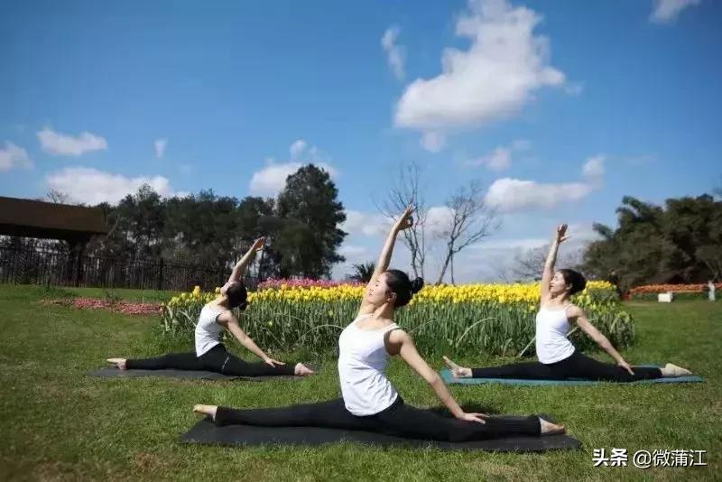 石象湖风景区郁金香开了吗,成都石象湖的郁金香什么时候开