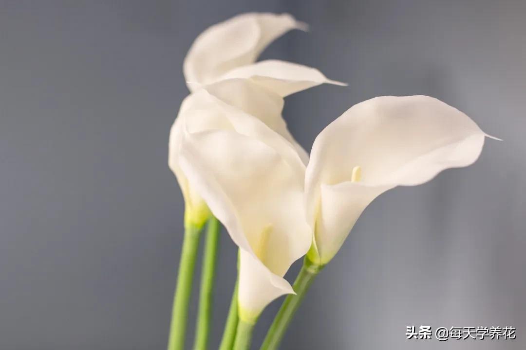 马蹄莲花摆放家里好吗,马蹄莲盆栽欣赏