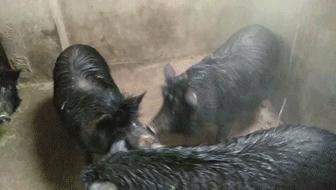 我们在距芜湖70公里的古坝村,找到了向往的生活