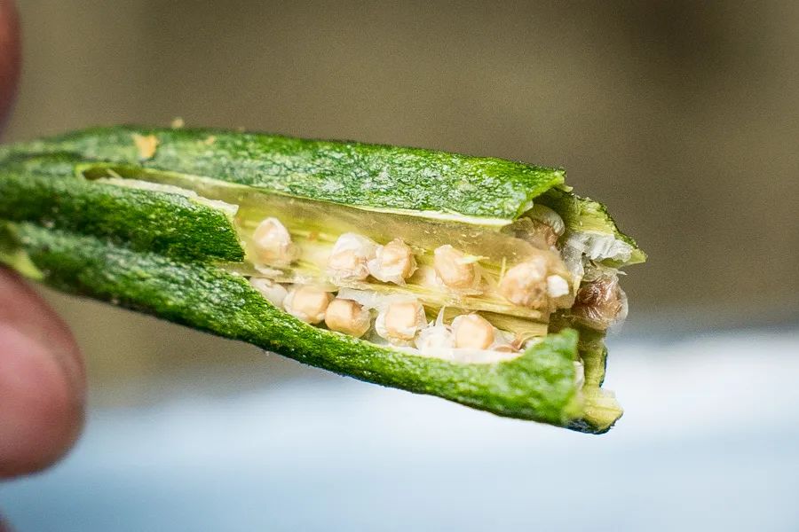 什么牌子的果蔬干最好,冻干果蔬干排行榜