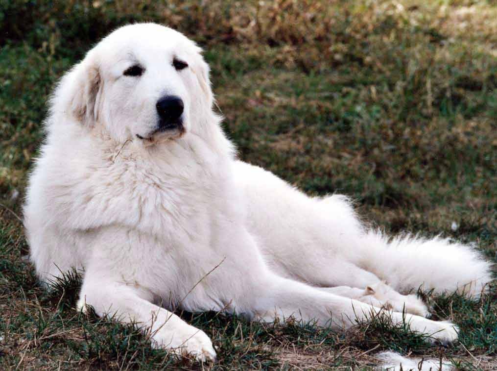 大白熊好养吗,大白熊值得养吗