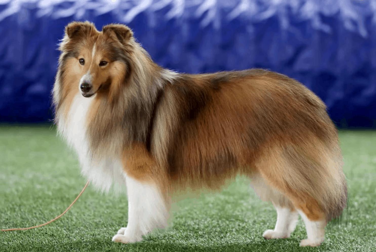 世界上十种最小的犬科动物,世界上最厉害的牧羊犬排名