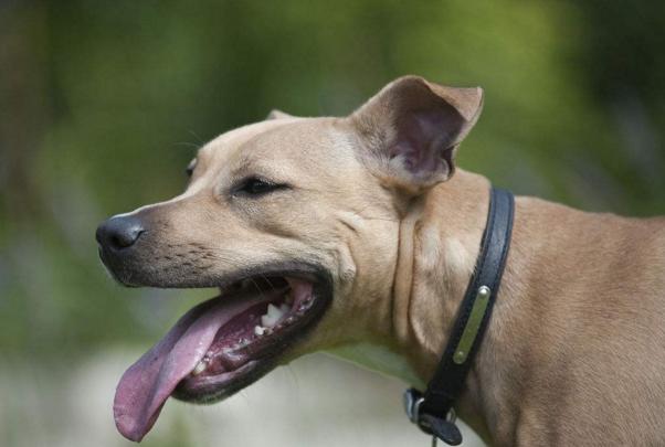 比较容易戴的狗狗项圈,狗狗晚上戴什么颜色项圈最适合