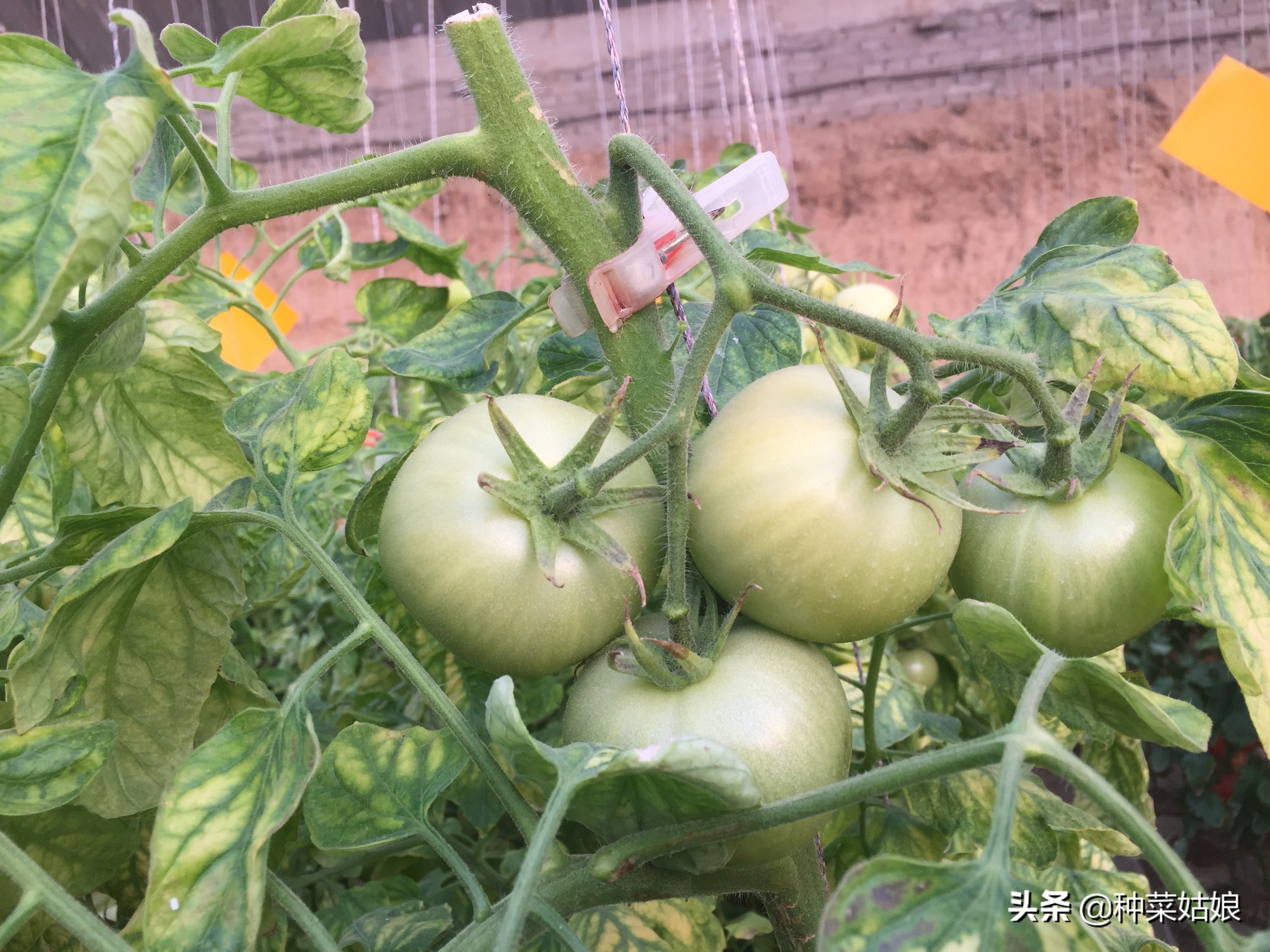 冬季大棚增温都有哪些妙招,大棚降湿增温最快的方法