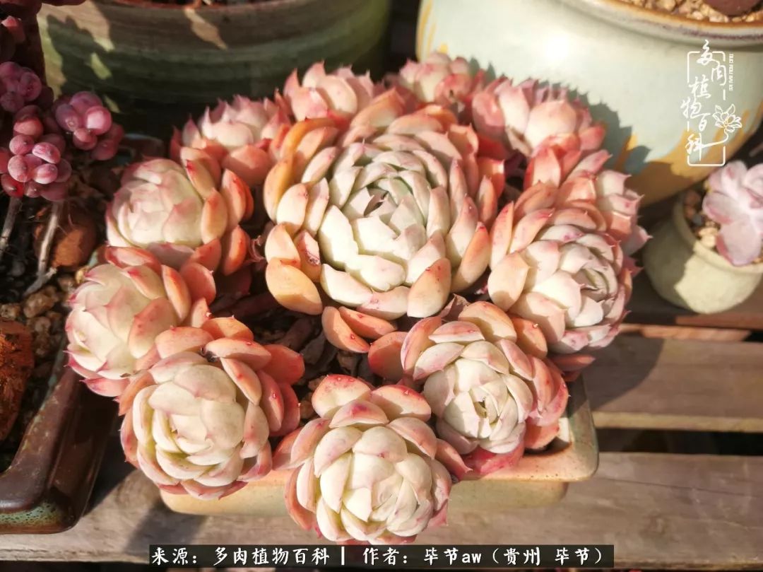 有多少次的会心一笑，全因多肉！那是一种心间流出的甜