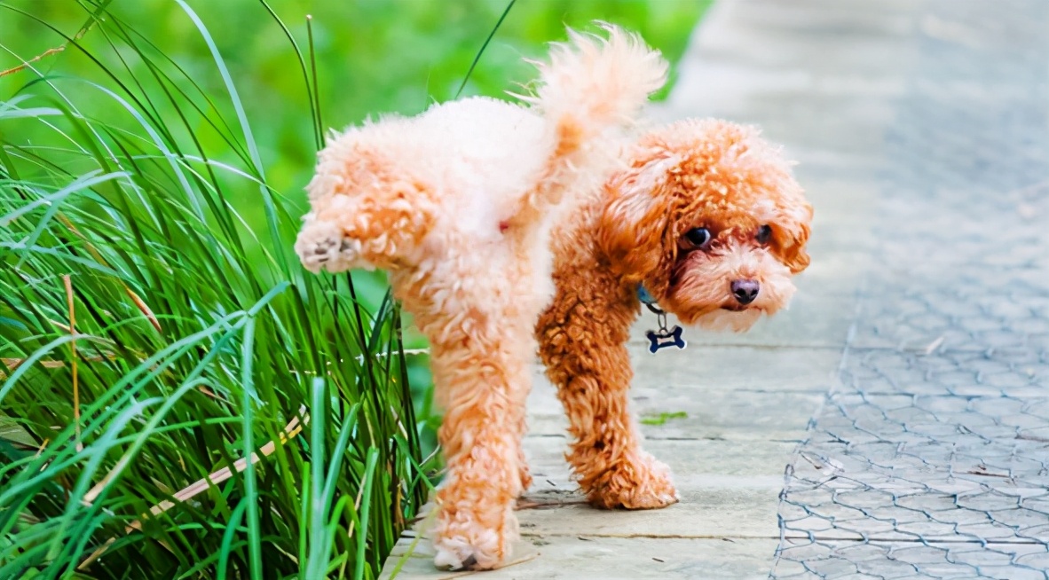 想养泰迪这6个缺点你可得想好了,新手别养泰迪六大原因